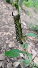 Xylophanes falco