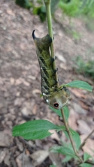 Xylophanes falco