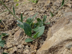 Biscutella laevigata