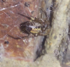 Steatoda nobilis