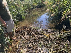 Phragmites australis