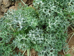 Eryngium bourgatii