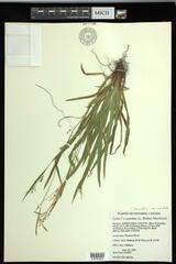 Carex laxiculmis copulata