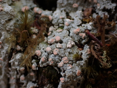Icmadophila ericetorum