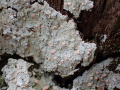 Icmadophila ericetorum