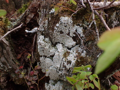 Icmadophila ericetorum