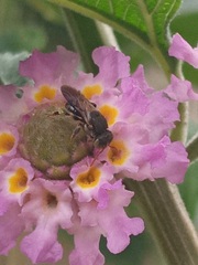 Nannotrigona testaceicornis