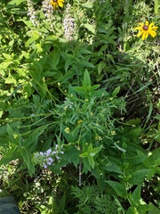 Sisymbrium officinale