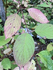 Cornus rugosa