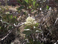 Baccharis latifolia