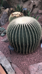 Kroenleinia grusonii