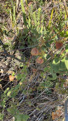 Cardiospermum corindum