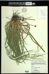 Carex laxiculmis copulata