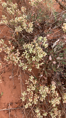 Eriogonum jamesii