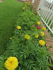 Tagetes