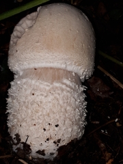 Agaricus urinascens