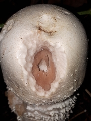 Agaricus urinascens