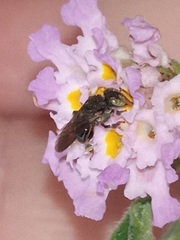 Nannotrigona testaceicornis