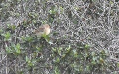 Emberiza hortulana
