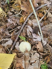 Hygrophorus chrysodon