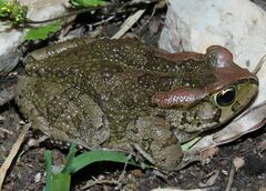 Sclerophrys capensis