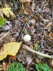 Hygrophorus chrysodon