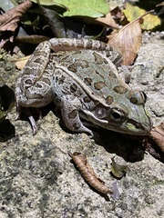 Lithobates berlandieri