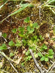 Trifolium suffocatum