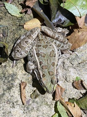 Lithobates berlandieri