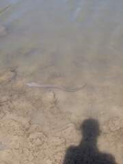 Gymnothorax pictus