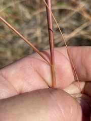 Sporobolus compositus