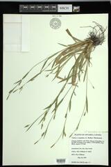 Carex laxiculmis copulata