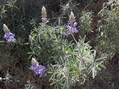 Lupinus altimontanus
