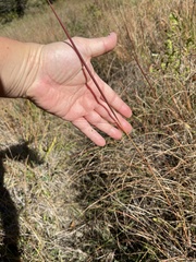 Sporobolus compositus