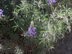 Lupinus altimontanus