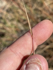 Sporobolus compositus