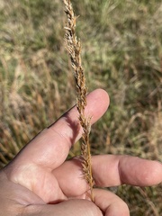 Sporobolus compositus