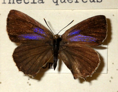 Favonius quercus