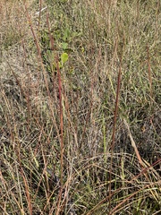 Sporobolus compositus