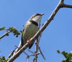 Apalis thoracica