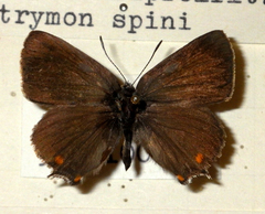 Satyrium spini