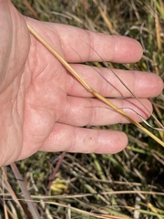 Sporobolus compositus