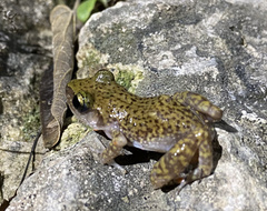 Eleutherodactylus marnockii