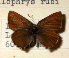 Callophrys rubi