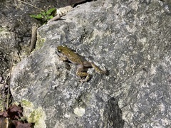 Eleutherodactylus marnockii