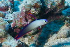 Nemateleotris decora