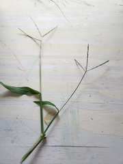 Digitaria ischaemum