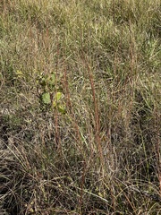 Sporobolus compositus