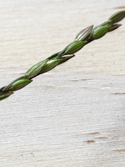 Digitaria ischaemum