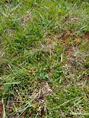 Trifolium suffocatum